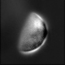 Venus features December 29, 2000